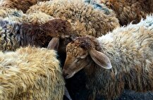 ۱۰ همت تسهیلات سرمایه در گردش برای حمایت از دامداران تخصیص یافت