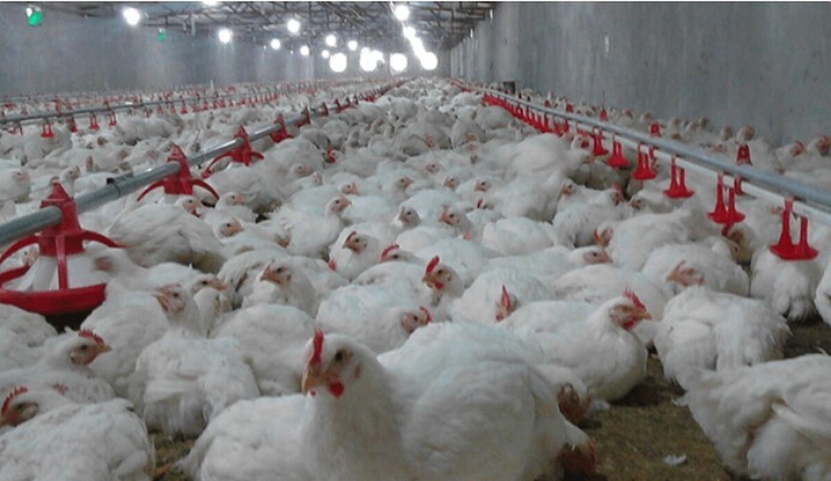 اقدامات پیشگیرانه آنفلوانزای فوق‌حاد پرندگان در مرغداری‌های کشور