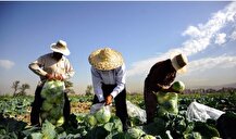 حراج آب در کلم‌کاری‌های کهریزک، بیخ گوش تهران بی‌آب