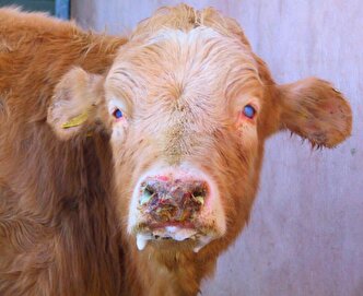 واکسن تب برفکی دیر رسید و شاهد تلفات بودیم