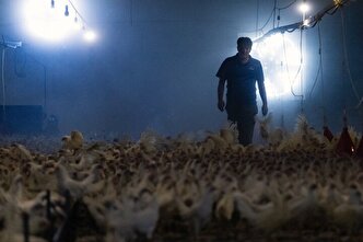 کمبود نهاده هزینه تولید را بالا برد؛ مرغداریهای کوچک در آستانه ورشکستگی کمبود نهاده هزینه تولید را بالا برد؛ مرغداریهای کوچک در آستانه ورشکستگی