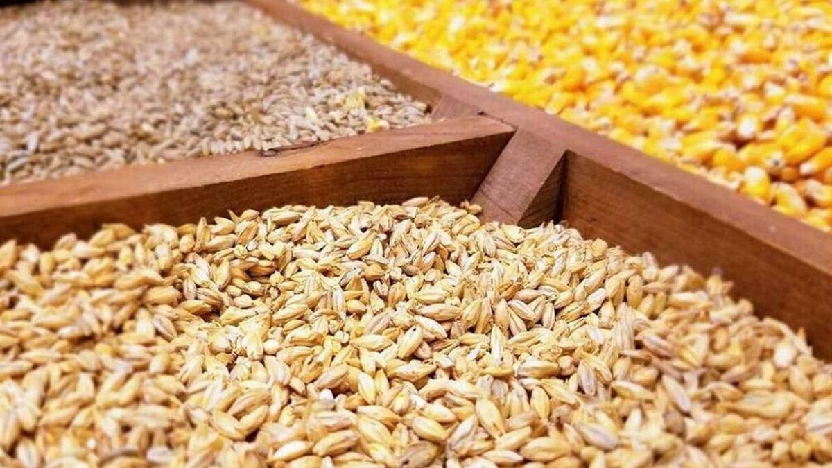 طی روزهای آتی نهاده مورد نیاز تولیدکنندگان تامین میشود