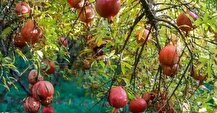 پیش‌بینی افزایش ۲۰ هزار تنی تولید انار در سالجاری