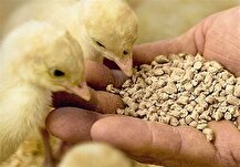 وعده وزیر برای ترخیص کامل محموله‌های نهاده معطل در بنادر