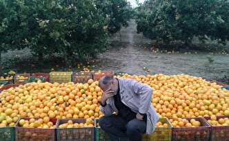 میوه؛ از باغ تا بازار در منگنه واسطه‌ها