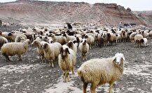 ۶ عامل گرانی گوشت؛ از سودجویی واردکننده نهاده تا رانت ارزی