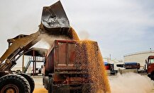 آغاز توزیع نهاده‌های دامی تحت کلید دولت