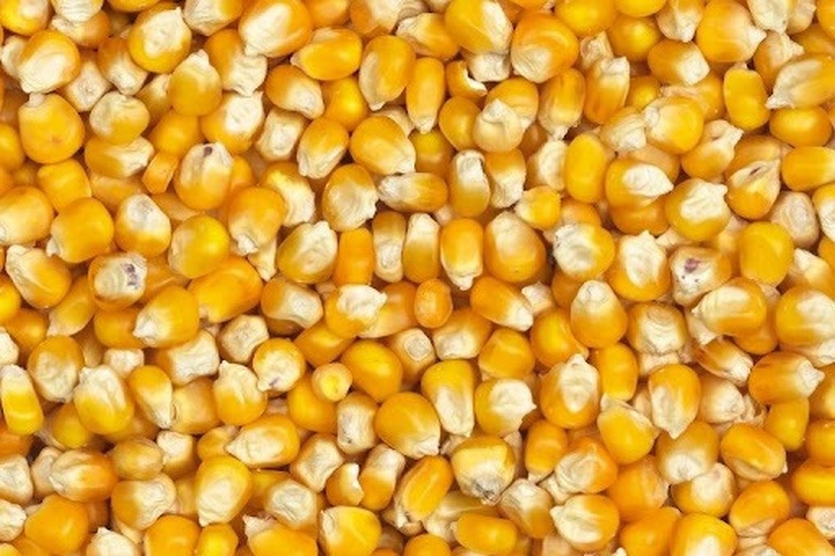 ذرت خریداری‌ شده به زودی در مرغداری‌ها توزیع می‌شود