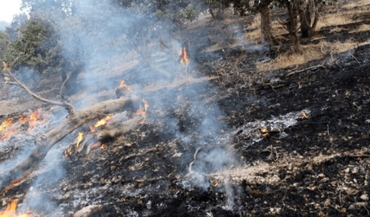 آتش‌سوزی جنگل‌های هیرکانی الیت مهار شد