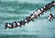 هشدار هواشناسی/ بارش برف و باران در ۱۶ استان