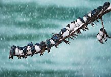 بارش گسترده برف و باران در کشور/هشدار کاهش ۱۵ درجه‌ای دما در ۲۳ استان