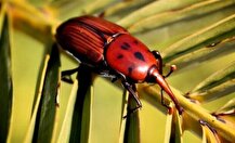 تعیین زمان دقیق مبارزه با آفات گیاهی فراهم شد