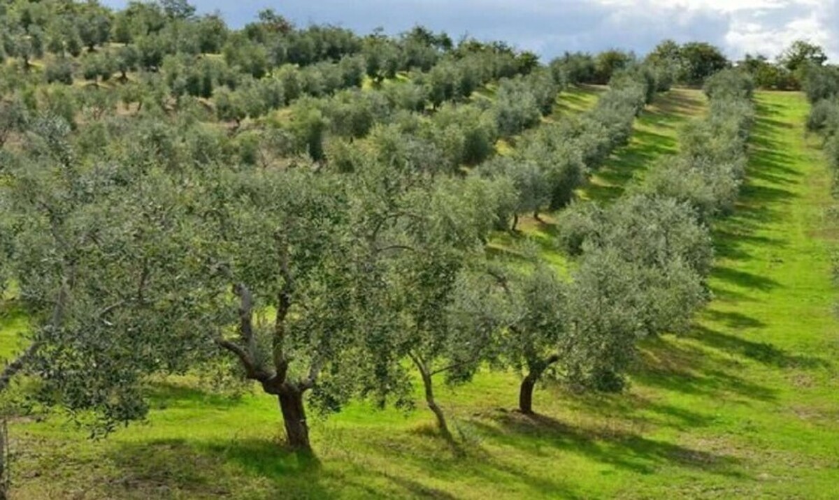باغهای زیتون بخشی از راه‌حل جهانی برای مقابله با بحران تغییر اقلیم