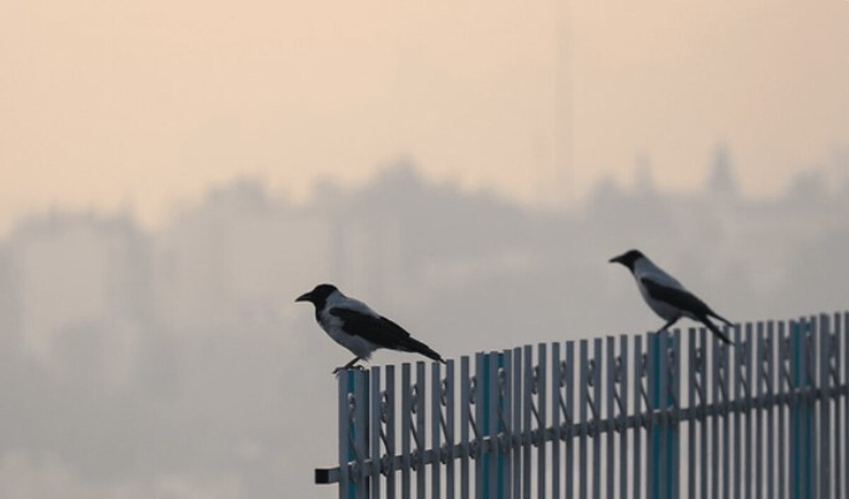 احتمال تعطیلی شنبه و یکشنبه تهران به دلیل آلودگی هوا