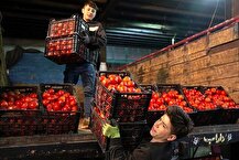 چرا گوجه‌فرنگی گران شد؟