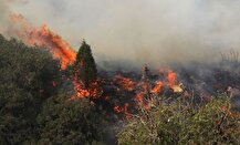 آتش بلای جان جنگل‌های جهان؛ ۸۸۰ هکتار جنگل در ایران طی ۲۴ سال سوخت