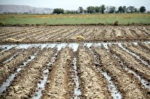 معاون وزیر جهاد کشاورزی: بهره‌وری آب در بخش کشاورزی ارتقا یابد