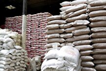 معرفی ۲ رقم جدید برنج در کشور با عملکرد بالا و مصرف آب کمتر