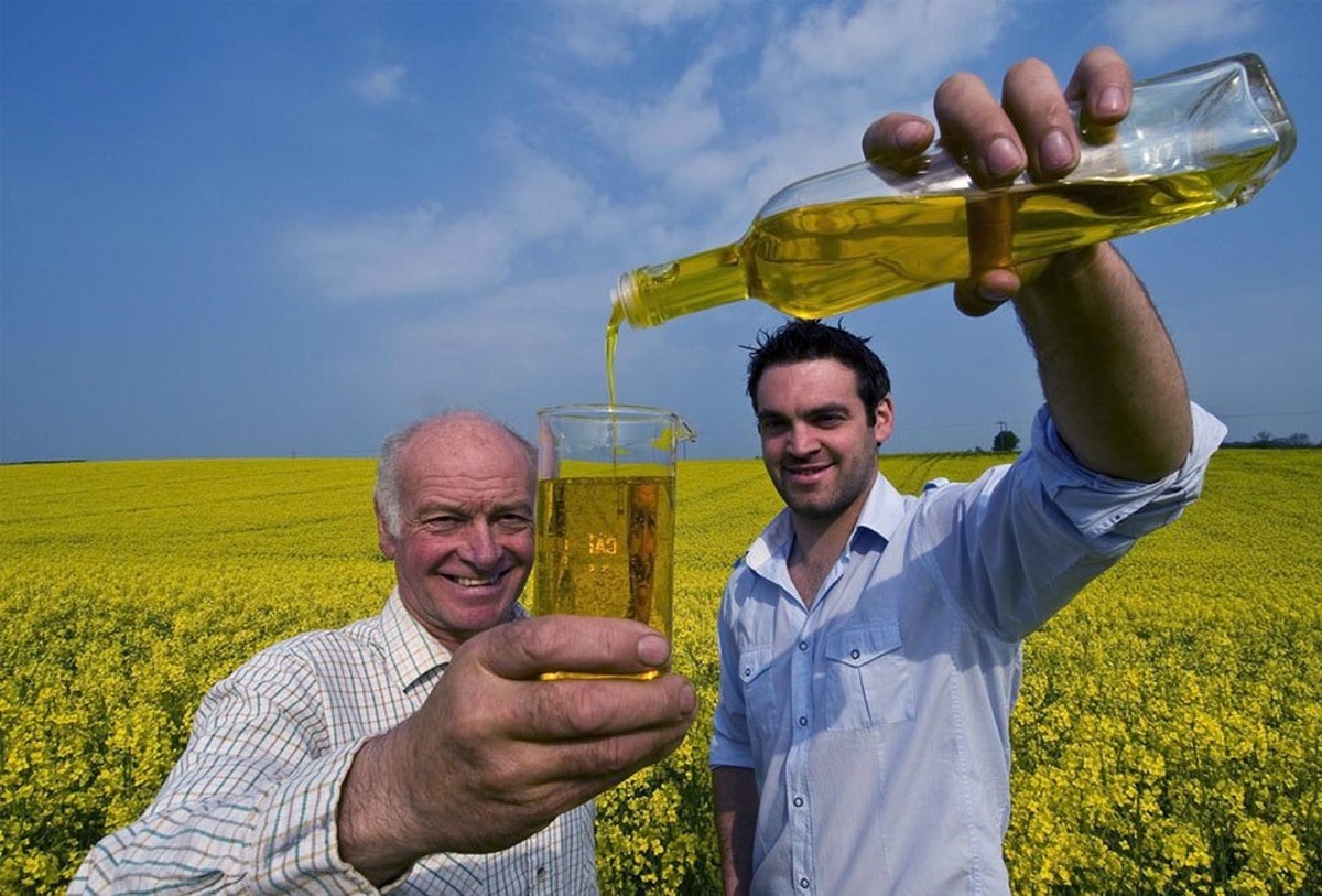 تولید دانه‌های روغنی باید با حمایت از کشاورزان انجام شود