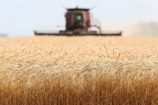 بدون الگوی کشت دیم، امنیت غذایی کشور در خطر است