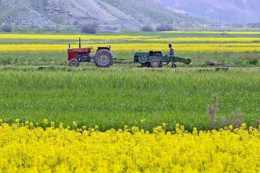 توقف طرح الگوی کشت در ایستگاه تامین اعتبار