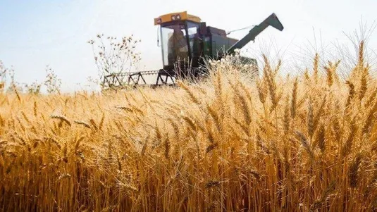 خرید ۲.۸۷ میلیون تنی گندم توسط شبکه تعاونی&zwnj;های روستایی