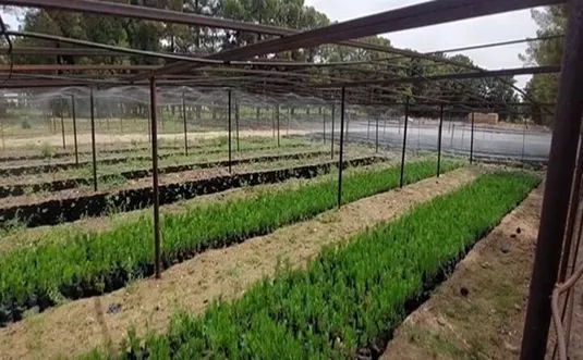 سهم زراعت چوب ۵۰ درصد افزایش می&zwnj;یابد