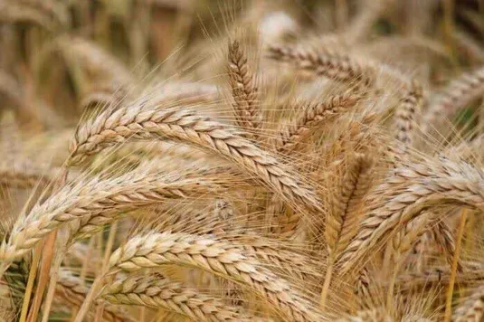 خرید تضمینی گندم با پرداخت علی&zwnj;الحسابی