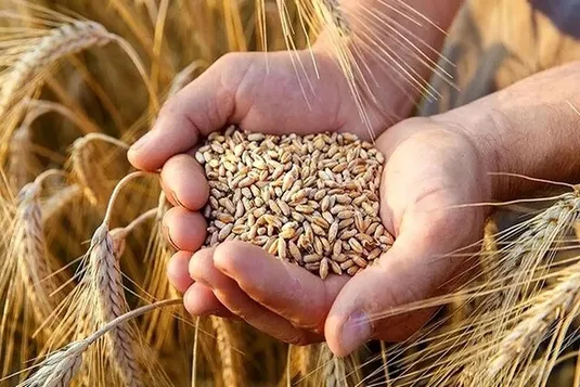 چقدر از بدهی ۲۰۰ هزار میلیاردی به گندم&zwnj;کاران تسویه شد؟