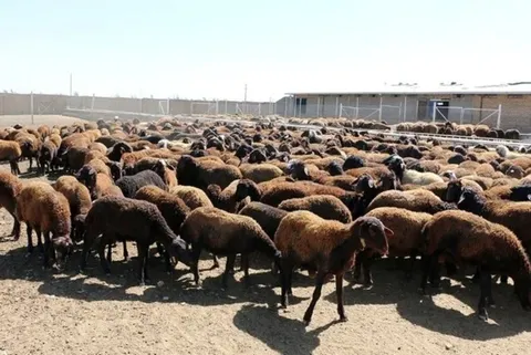 دامداران در انتظار خرید حمایتی