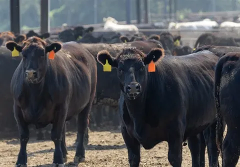 معاملات آتی دام در بازار جهانی به رکورد‌های بی سابقه‌ای رسید