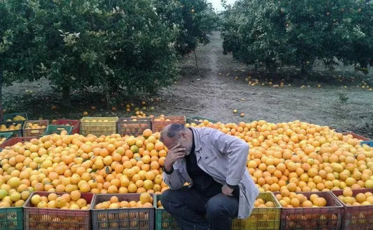 میوه؛ از باغ تا بازار در منگنه واسطه&zwnj;ها