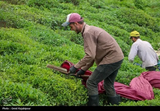 واریز ۶۱۴ میلیارد تومانی برگ سبز به حساب چایکاران