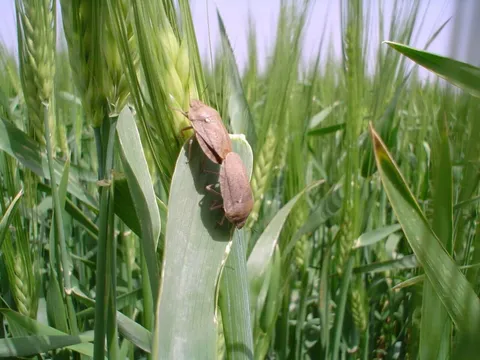 آغاز عملیات مقابله با آفت سن گندم در استان‌های جنوبی