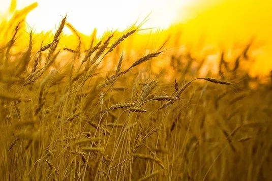 نرخ خرید تضمینی گندم تا پایان مهرماه اعلام می&zwnj;شود