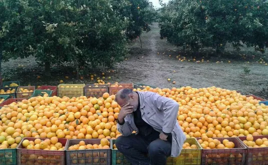 میوه؛ از باغ تا بازار در منگنه واسطه&zwnj;ها