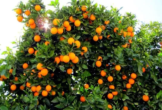 تنها ۲۰ درصد از ۱۳۵ هزار تن پرتقال گیلان فرآوری می&zwnj;شود