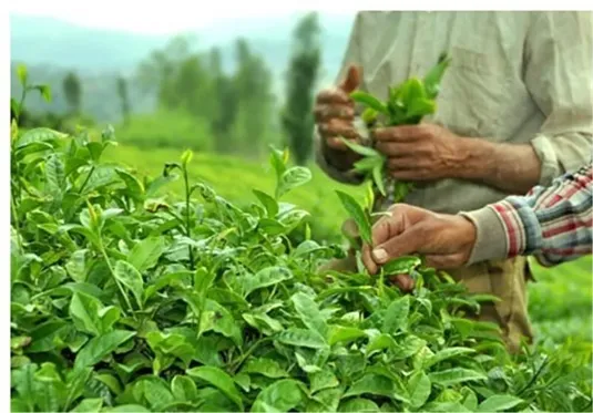 ۱۵ هزار تن برگ سبز چای خرید شد