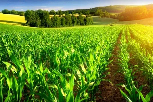 کشت فراسرزمینی در ۳۰۰ هزارهکتار اجرا می&zwnj;شود