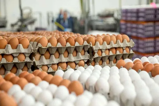خرید حمایتی تخم&zwnj;مرغ در راستای تعادل بازار ادامه دارد