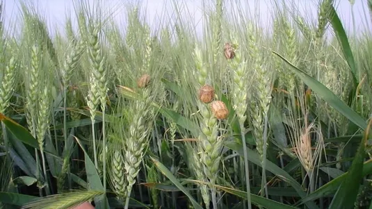 سن زدگی گندم به ۷۰ هزارتن رسید