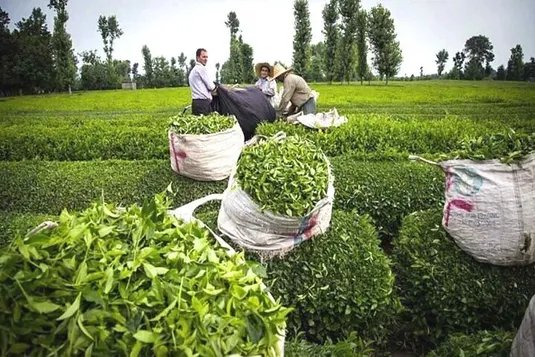 خرید ۶۶ هزارتن برگ سبز چای