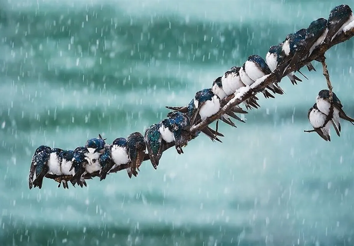 بارش گسترده برف و باران در کشور/هشدار کاهش ۱۵ درجه‌ای دما در ۲۳ استان