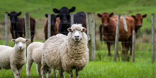 قیمت گوسفند و گوساله زنده در استان&zwnj;های مختلف چقدر است؟ + جدول