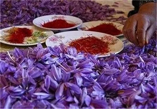 آیا زعفران می&zwnj;تواند باعث سقط جنین شود؟
