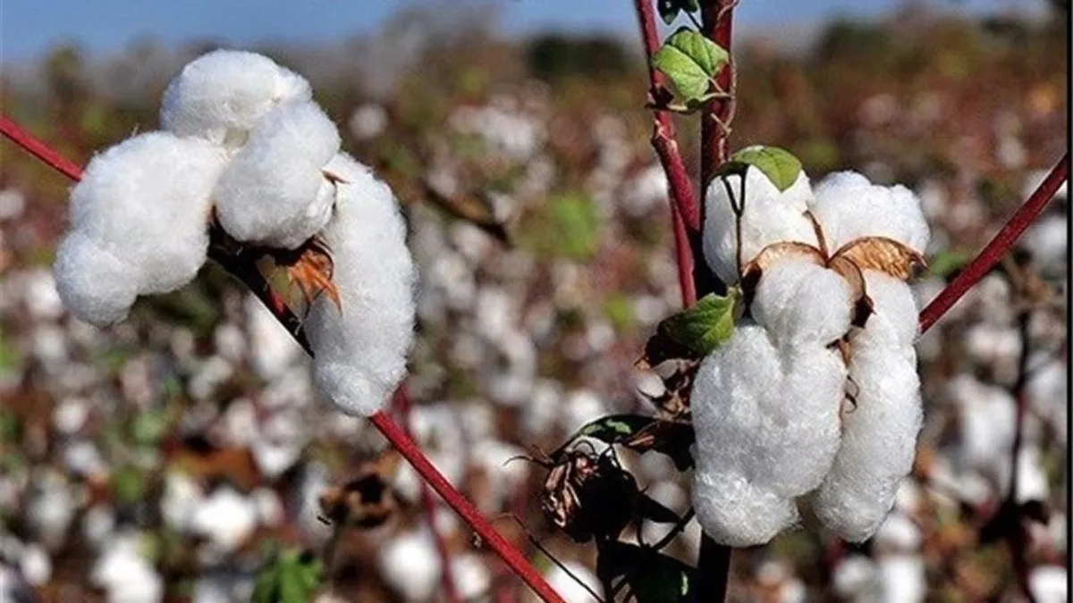پیش‌بینی تولید ۶۵ هزارتن پنبه برای امسال