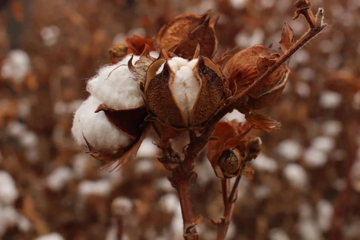 معرفی ۴ رقم جدید پنبه در سال جاری