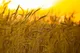 بازنگری قیمت گندم در دستور کار دولت / محاسبات وزارت جهاد هنوز نهایی نیست