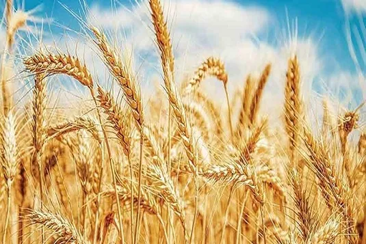 نرخ خرید تضمینی گندم اعلام شد
