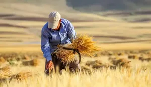 گندمکاران در انتظار نرخ تضمینی؛ دولت با تاخیر در قیمت‌گذاری، بذر واردات را می‌کارد